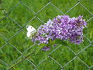 syringa chinensis saugeana