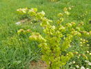 tilia Winter Orange