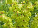 tilia Winter Orange
