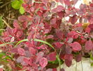 berberis Rose Glow?