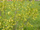 ribes aureum