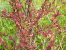 berberis Golden Ring