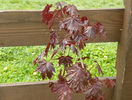 acer Crimson Sentry