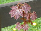 acer Deborah