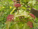 viburnum sarg. Onondaga