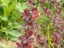 berberis Carmen