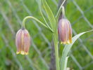 fritillaria Uva Vulpis