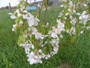 malus Sun Rival