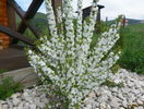 prunus gland Alba Plena