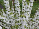 prunus gland Alba Plena