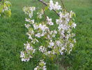 malus Sun Rival