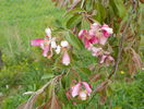 malus Cheals Weeping