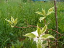 cornus controversa variegata