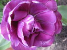 IMG_0943 - Copy
