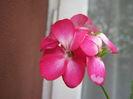 IMG_0953 - Copy