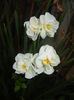 Narcissus Bridal Crown (2016, April 08)