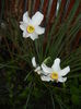 Narcissus Pheasants Eye (2016, April 04)