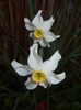Narcissus Pheasants Eye (2016, April 09)