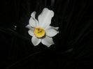 Narcissus Pheasants Eye (2016, April 09)