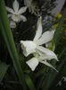 Narcissus Thalia (2016, April 06)
