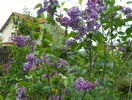 liliac Sensation