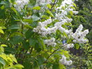 liliac alb batut
