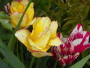 24 apr