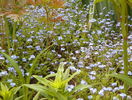 myosotis