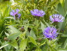 centaurea montana