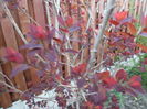 Cotinus Coggrigria