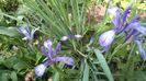 iris versicolor