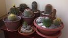 Grup de cactusi