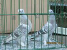 IMG_1155[1]