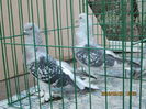 IMG_1157[1]