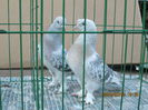 IMG_1158[1]