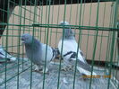 IMG_1161[1]