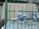 IMG_1162[1]