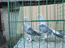 IMG_1164[1]