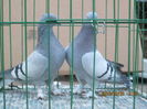 IMG_1174[1]
