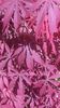 Acer palmatum