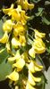 Laburnum anagyroides (Salcam galben), flori