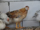 DSC00237