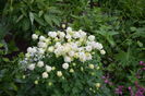 Aquilegia Winky white