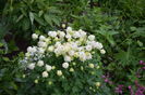 Aquilegia Winky white