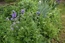 Polermonium Caeruleea