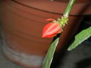 DSCN5279