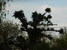 DSCN5286