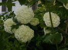 DSCN5290