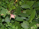 DSCN5332