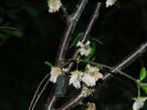DSCN5336